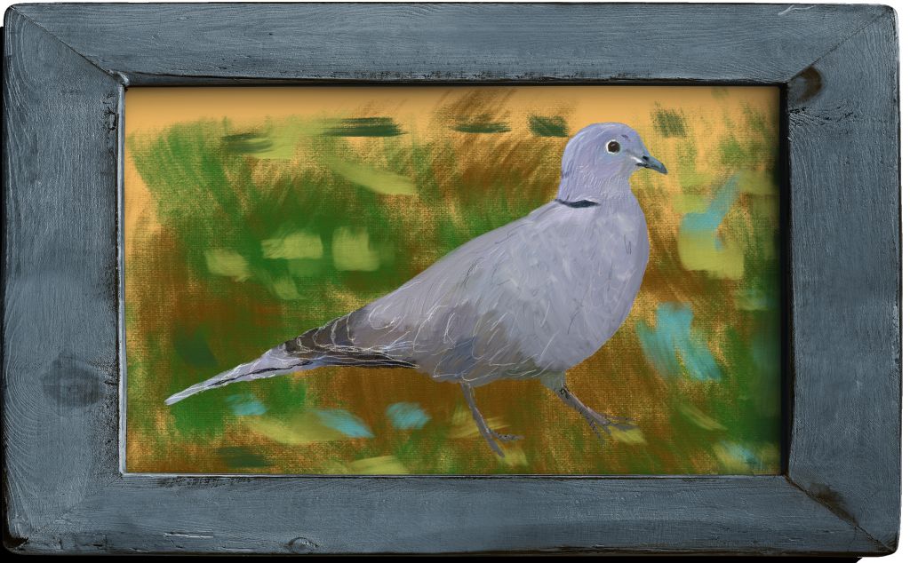 Collared Dove image 4
